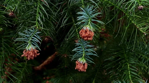 Pine blossom gentle moving. Stock Footage 249919141