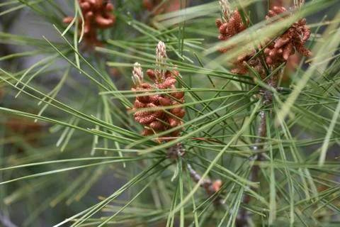 Pine blossom Stock Photos