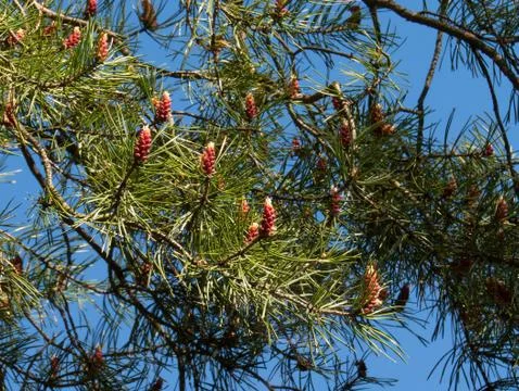 Pine blossoms Stock Photos