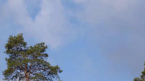 Pine on the blue sky with floating clouds Stock Footage 74065617