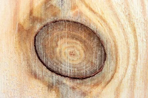 Pine Board with a knot. The structure of the tree cut close-up Stock Photos