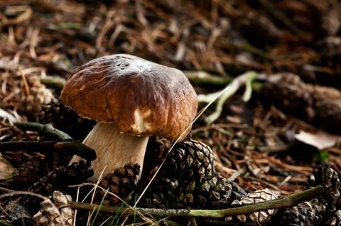 Pine bolete Stock Photos