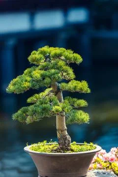 Pine bonsai in a pot in the sunlight Stock Photos