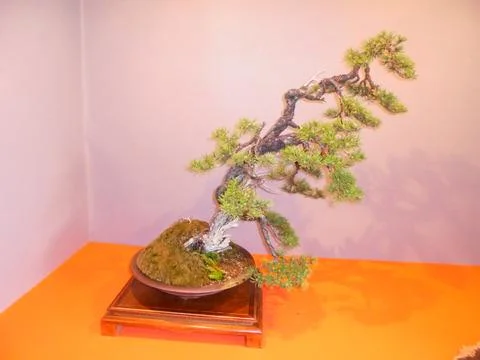 Pine bonsai with slanting style on display at Flora exhibition, Olomouc 2019 Stock Photos