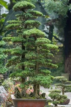 Pine bonsai trees in a pot 스톡 사진