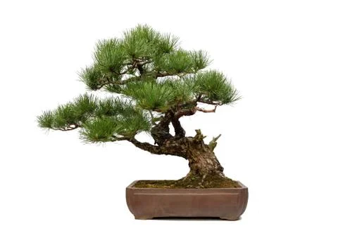 Pine bonsai on white Stock Photos
