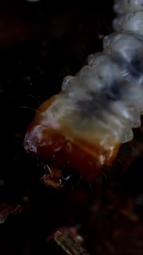 Pine Borer Larva Crawling Under Tree Bark Close Up Video stock 340037314