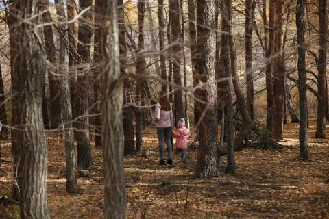 Pine Boron. Stock Photos