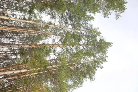 Pine Boron2. Fotos Stock