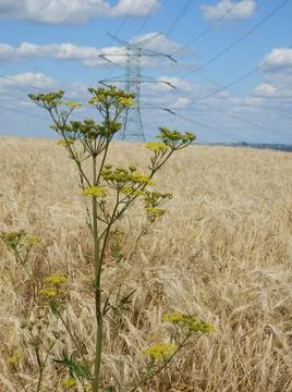 Pine borscht in the rye field Stock Photos