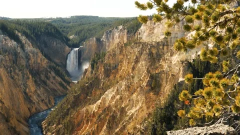 Pine boughs in foreground-distant view of Lower Yellowstone Falls Stock Footage 141810611