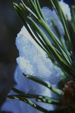 Pine boughs surrounded by ice, macro Stock Photos