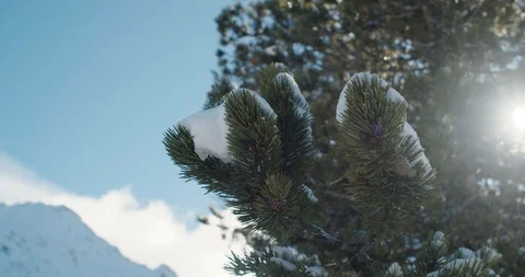 Pine bow with mountain view in Background Stock Footage 103333639