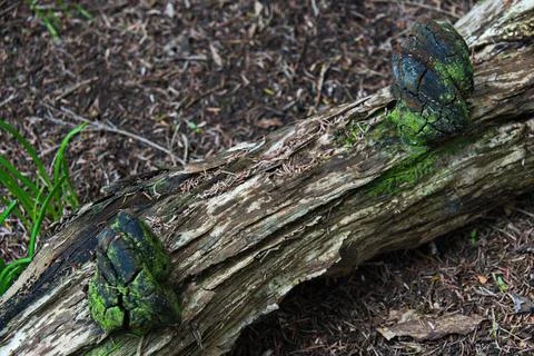 Pine Bracket fungus Stock Photos