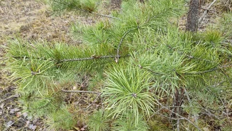 Pine branch 4K Stock Footage 291340332