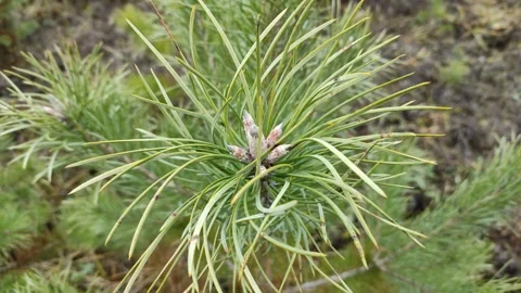 Pine branch 4K Stock Footage 293028314