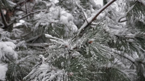 A pine branch adorned with a layer of snow. A winter scene. Stock Footage 327275649