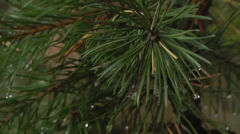 Pine branch after the rain Stock Footage 45882669