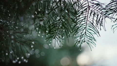 Pine branch after rain with water drops on needles. Stock Footage 194781316