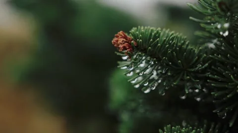 Pine Branch After Rain With Water Drops On Needles Stock Footage 307118061