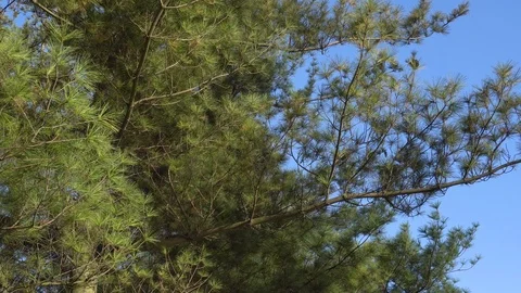 Pine branch against the blue sky in early spring Stock Footage 89810331