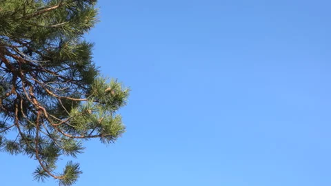 A pine branch against a blue sky Stock Footage 189801693