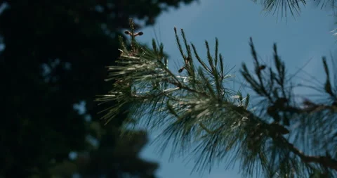 Pine Branch Against Blue Sky in Primosten Видео 336928561