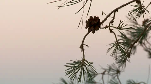 Pine branch against the sky, after sunset Video stock 24678962