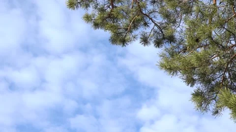 A pine branch against a sky Stock Footage 191096288