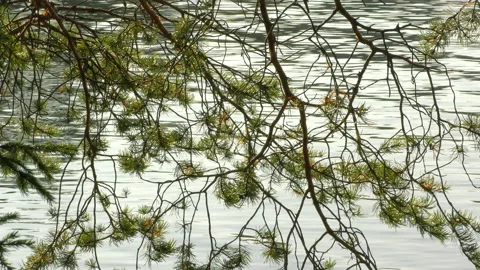 Pine branch and calm waters of the north lake on a sunny day. Stock Footage 140972162