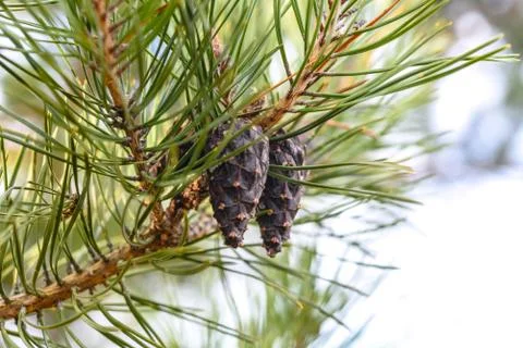 Pine branch and cones Stock Photos