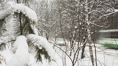Pine Branch and Falling Snow Stock Footage 33716925