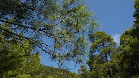 Pine branch and forest on mountain in Evia, Greece, moving cloud in the sky 库存影片 116829730