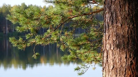 Pine branch and lake Stock Footage 80709094