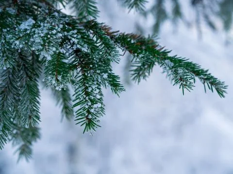 Pine branch and needles covered with snow. Stock Photos
