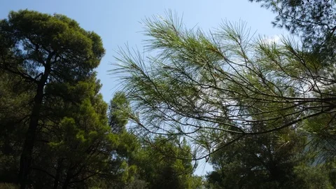 Pine branch and pine trees on mountain in Evia, Greece 库存影片 116829734