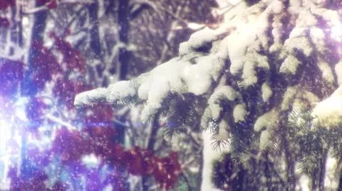 Pine Branch And Red Berries in The Snow, ind Stirs The Branches of The Fir, a Stock Footage 53533849