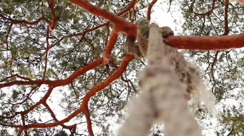 Pine branch and the rope swing Stock Footage 63158593