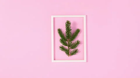 Pine branch appear in frame surrounded with snowflakes. Stop motion Stock Footage 142914203