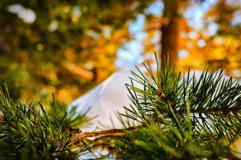 Pine branch on the background of blurred bokeh forest and white snow. Stock Photos