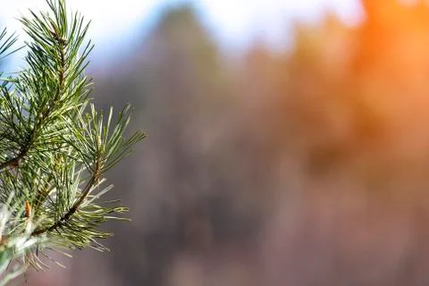 Pine branch background blurred Stock Photos