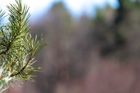 Pine branch background blurred Stock Photos