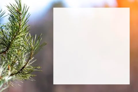 Pine branch background blurred Foto stock