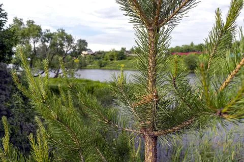 Pine branch on the background of the lake Stock Photos