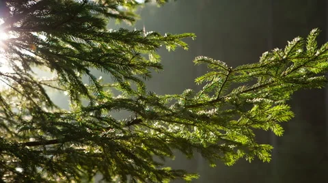 Pine branch on a background of morning light Stock Footage 41292454