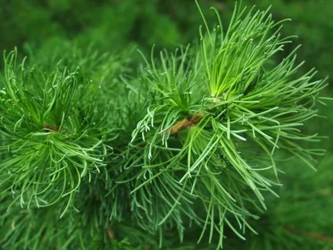 Pine branch background Stock Photos