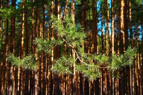 Pine branch on a background of pine forest Stock Photos
