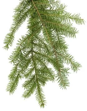 Pine branch, banner with white background and space for text.  Christmas, N.. Stock-Fotos