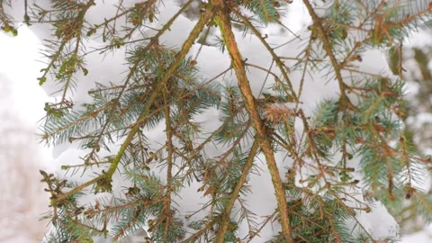 Pine branch below Stock Footage 228753104