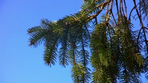 Pine branch blowing in the wind in the blue sky Stock-Footage 105347150